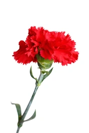 Carnations / Mini Carnations
