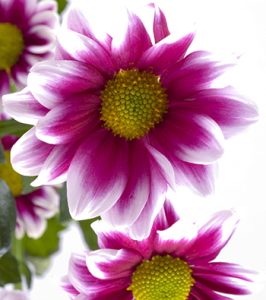 Daisy, Gerbera Daisies, 1, 1.25, 1.5, Button, Flower, Daisy Decor