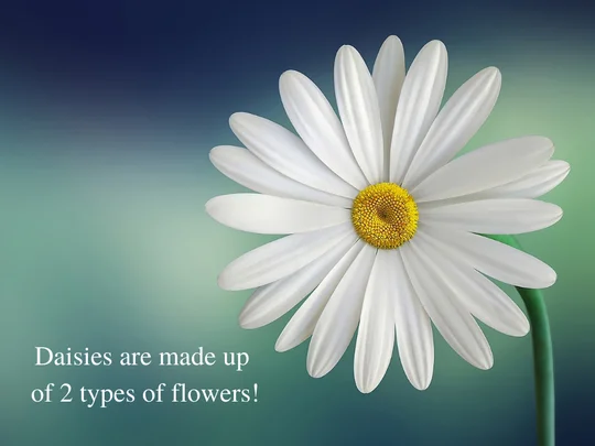 April Birth Month Flower – The Daisy