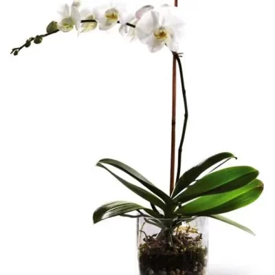 White Phalaenopsis Orchid