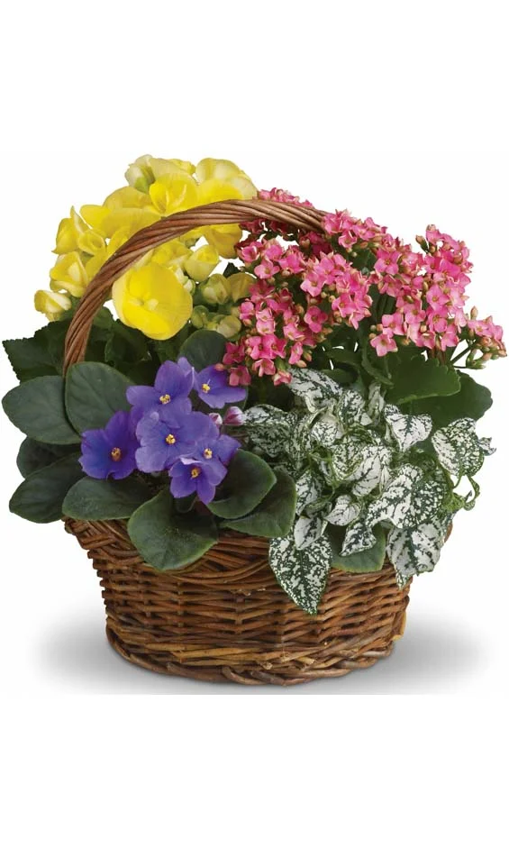 The Colour Expressions Planter Basket