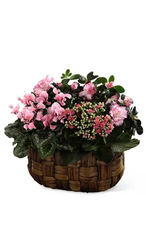 The Pretty Pinks Planter Basket