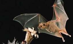The Birds, the Bees, and the bats? 5 facts about Bats and Pollination