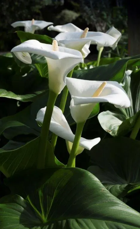Plant Profile: Calla Lily