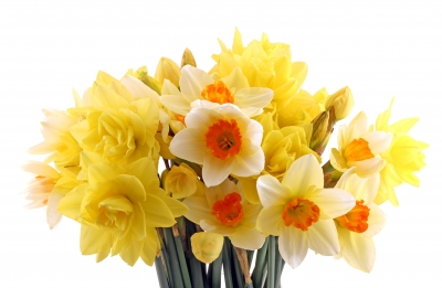 10 Tips for Your Fresh Spring Flowers