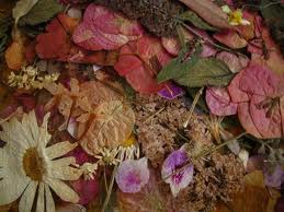 Drying Flowers in Silica Gel