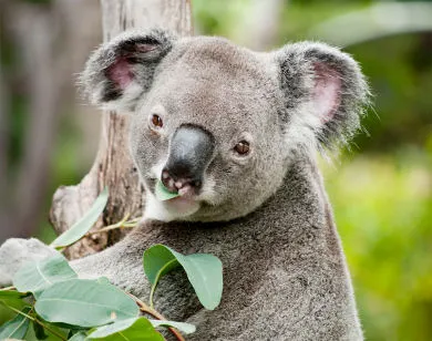 Plant Profile: Eucalyptus