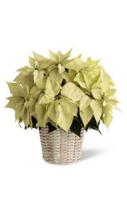 The White Poinsettia Basket - Large