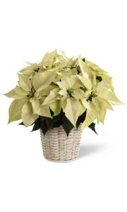 The White Poinsettia Basket - Small