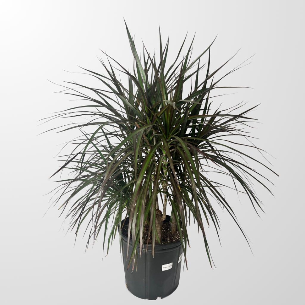 Dracaena Dragon Tree