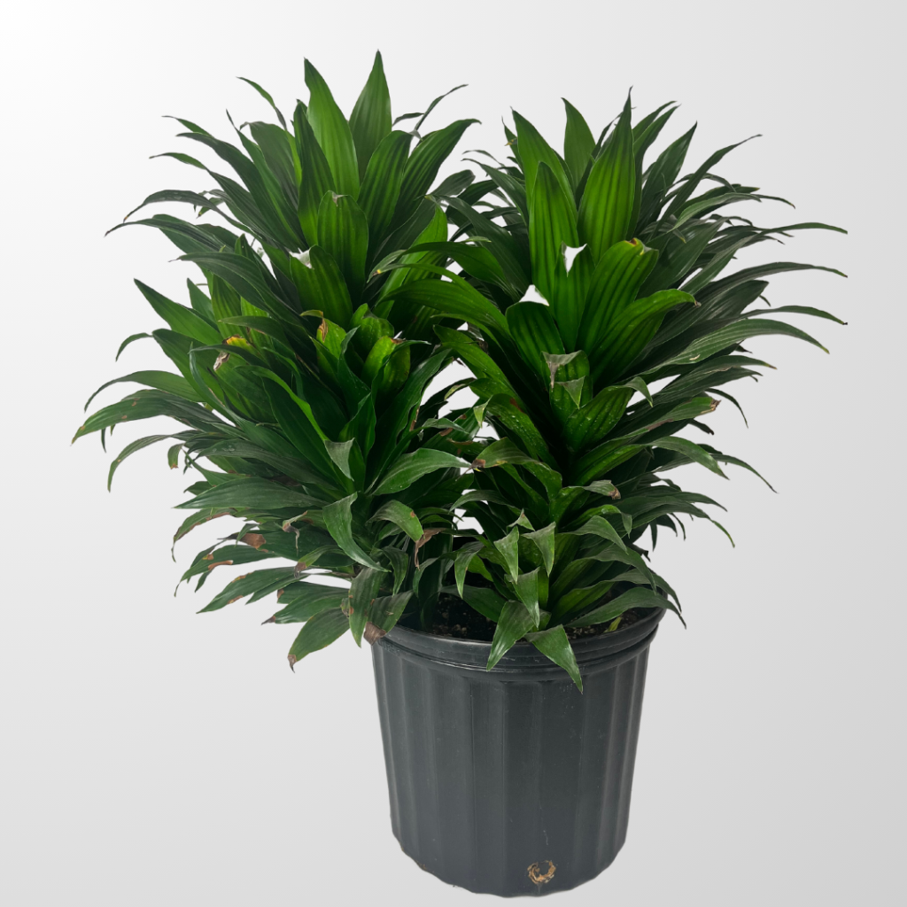 Dracaena Janet Craig Compa