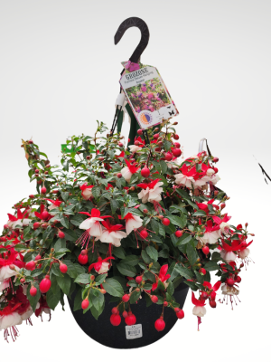 Edmonton Only Fuchsia Hanging Basket