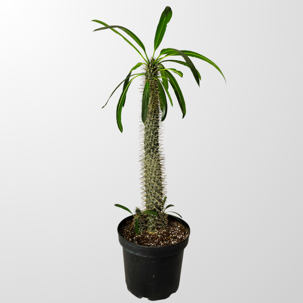 Madagascar Palm