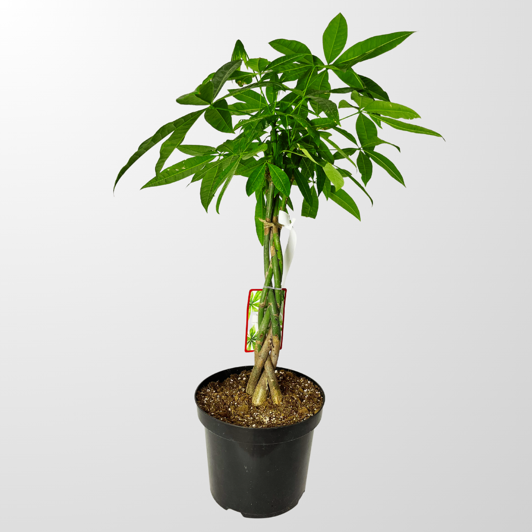 Money tree on sale plant delivery