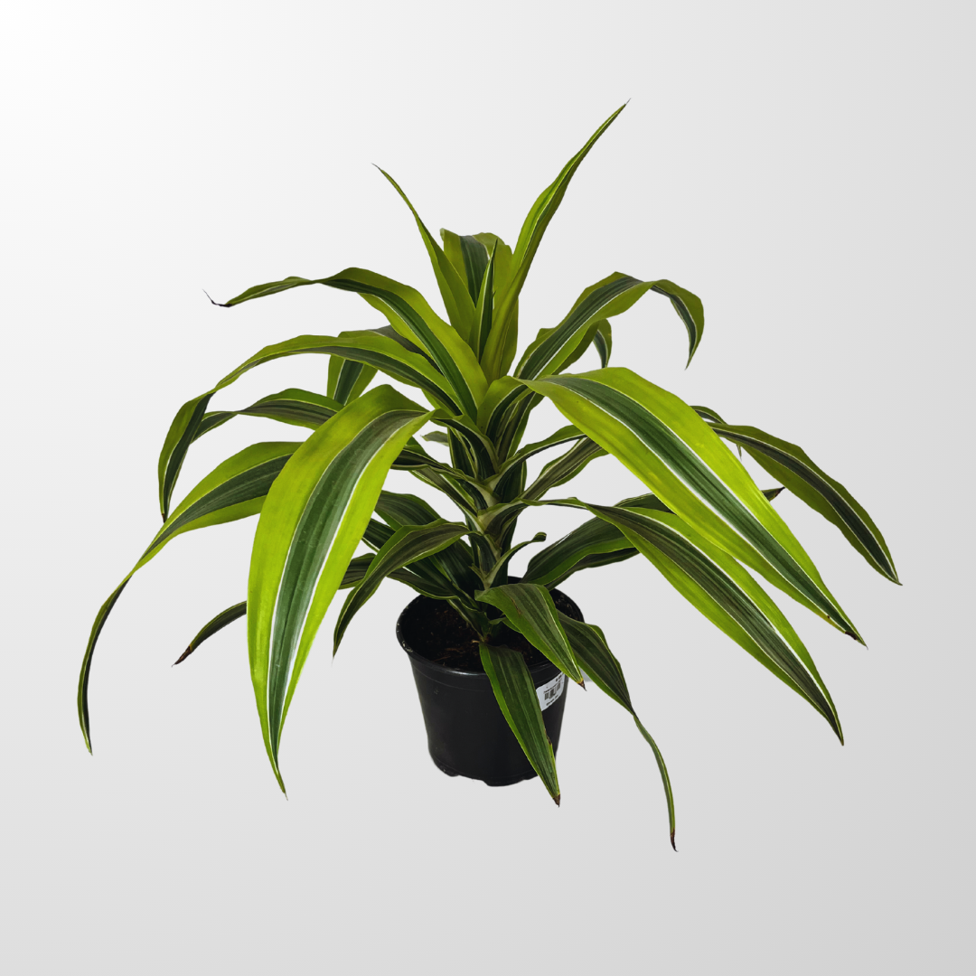 Edmonton & Calgary Plant Delivery Grower Direct Plant Delivery