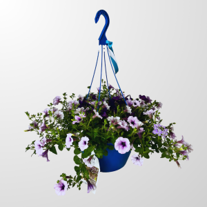 Hanging Basket Lavender