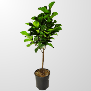 Ficus Fiddle Plant