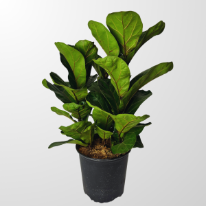 Ficus Lyrata Plant