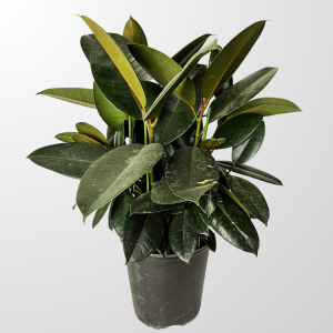 Ficus Rubber Bush