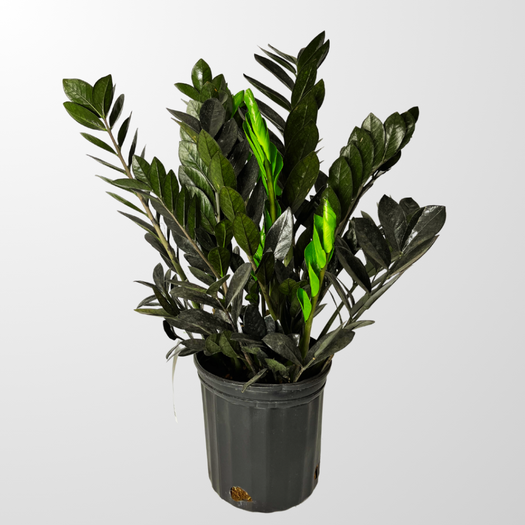 Zamioculcas Black Raven Plant